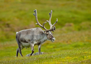 Reindeer Rangifer Tarandus