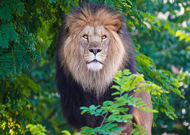 Majestic lion