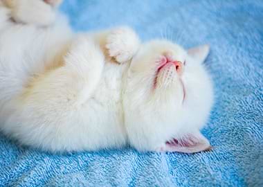Sleeping Cute Little Kitte