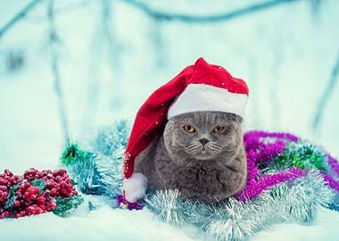 Portrait Of A Blue British