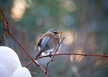 Bird Sitting On The Branch