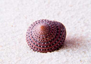 Seashell
