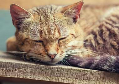 Cat Sleeping Outdoors On W