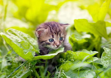 Little Kitten Walking On T