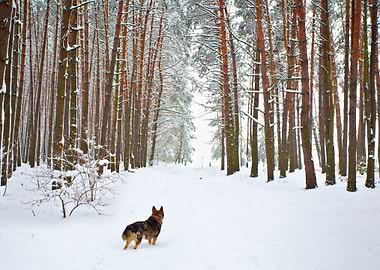 Dog Walking In The Snowy P