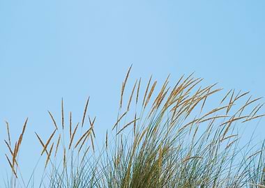 Reed Grass Background On A