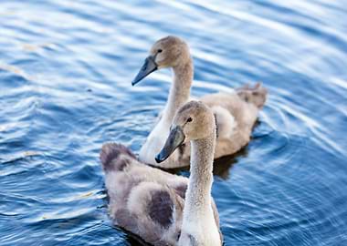 Two Young Swans Swimming I