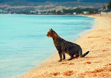 The Cat Is Sitting On The