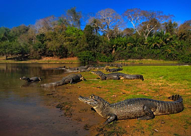 Caiman Yacare Caiman Croco