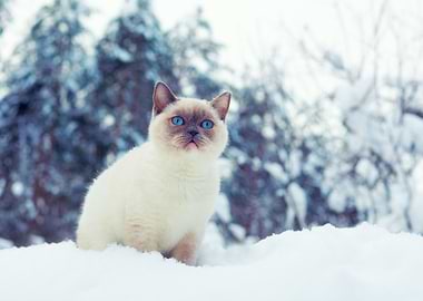 Cat In Snow