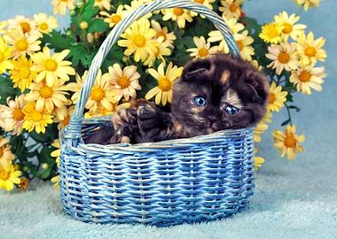 Cute Little Kitten Sitting