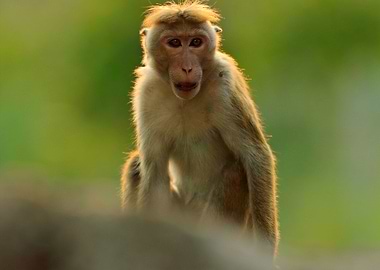 Toque Macaque Macaca Sinic