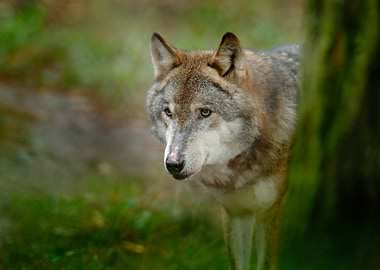 Gray Wolf Canis Lupus In T