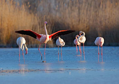 Flock Of Greater Flamingo