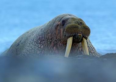 Walrus Odobenus Rosmarus B