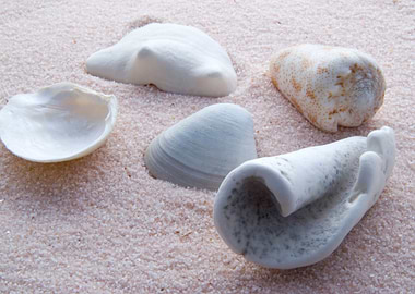 Seashells