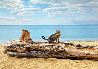 Cat Sitting On A Snag At T