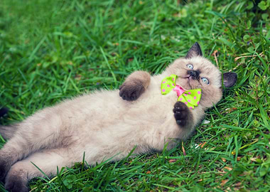 Little Kitten Lying On The