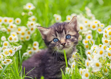 Cute Kitten Relaxing In Fl