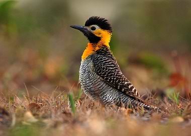 Campo Flicker Colaptes Cam