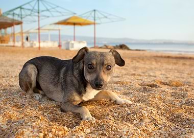Portrait Of Stray Puppy On