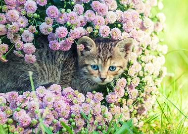 Cute Kitten Relaxing In Fl