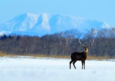 Hokkaido Sika Deer Cervus