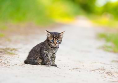 Little Kitten On The Sandy