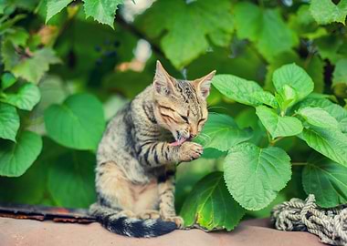 Cat Sitting In The Garden