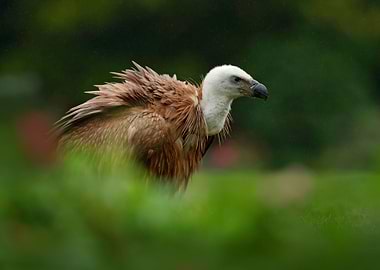 Griffon Vulture Gyps Fulvu