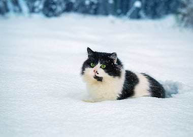Black And White Cat Walks