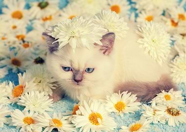 Cute Siamese Kitten Relaxi