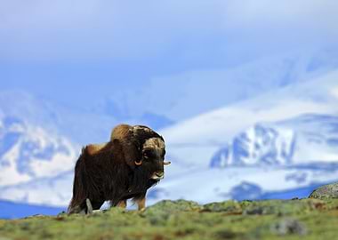 Musk Ox Ovibos Moschatus W