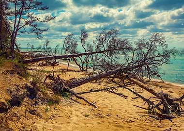 Fallen Pine Tree On The Be