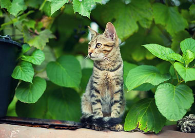 Cat Sitting In The Garden