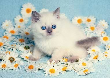 Cute Siamese Kitten Relaxi