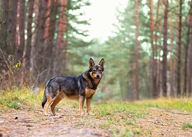Dog Staying In Pine Forest