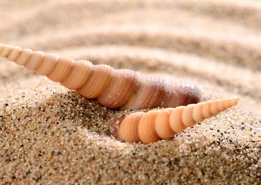 Sea Shells On The Sandy Be