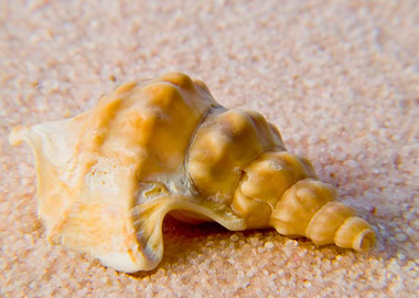 Seashell
