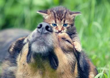 Cat And Dog Playing On The