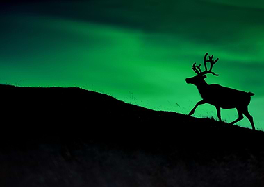 Silhouete Of A Reindeer Wa