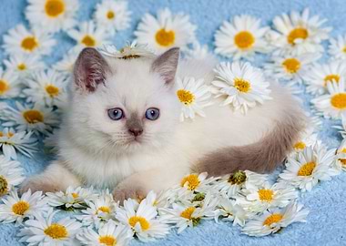 Cute Siamese Kitten Relaxi