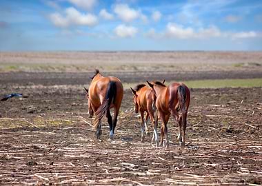 Horses On The Prairie