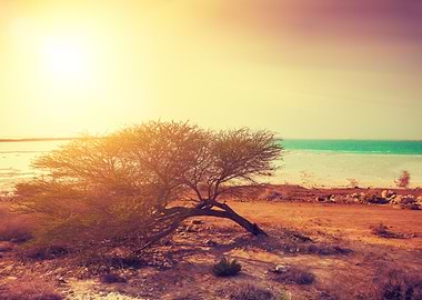 Desert Dead Sea Shore At S