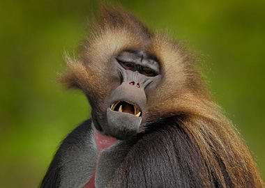 Detail Portrait Of Monkey