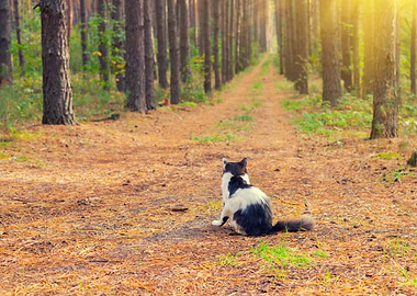 Cat Sitting In The Forest