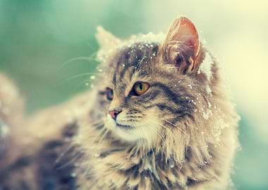 Portrait Of Gray Siberian