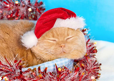 Cat Wearing A Santa Hat Si