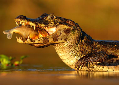 Yacare Caiman Crocodile Wi