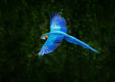 Big Blue Parrot In Fly Ara